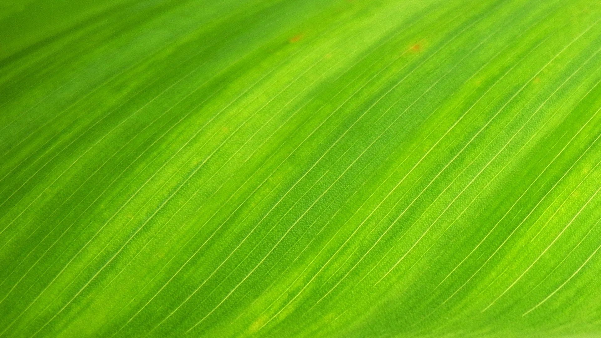 natural-wallpaper-green-leaf-royalty-free-66869.jpg