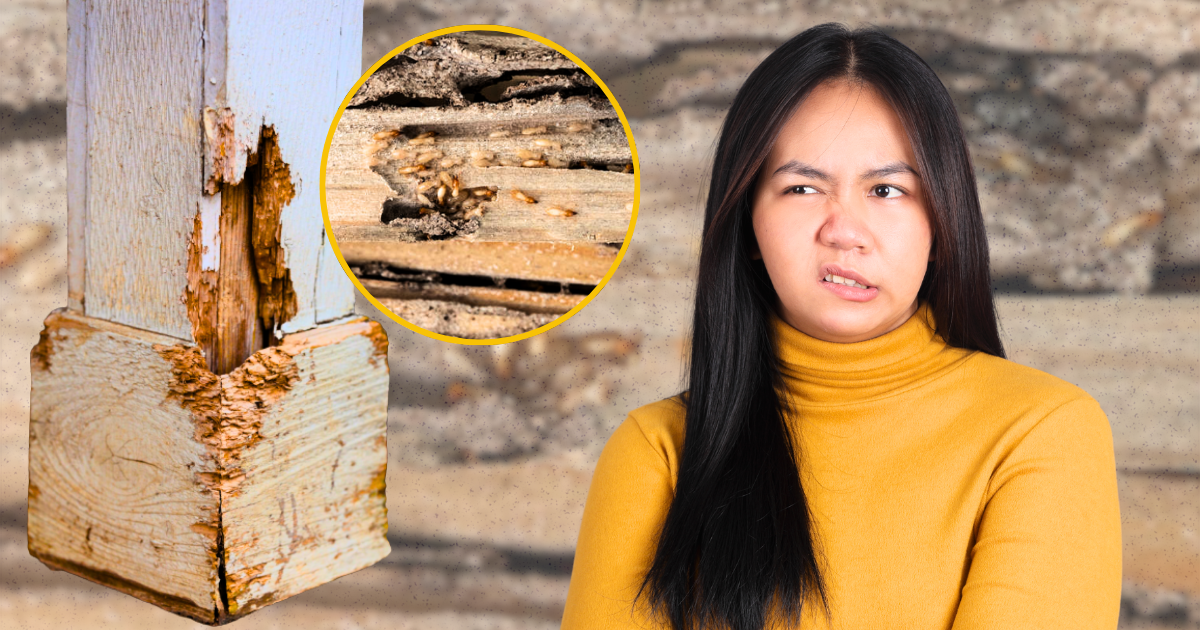 Maliligtas pa ba?: How to Fix Termite-Infested Columns and Posts in Old ...